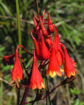 Christmas Bells