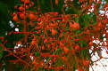 Illawarra Flame tree