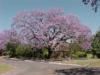 Jacaranda tree