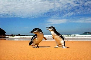More penguins