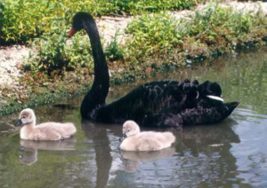 The Black Swan
