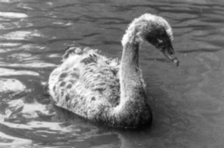 The Black Swan