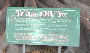 Fig Tree Notice