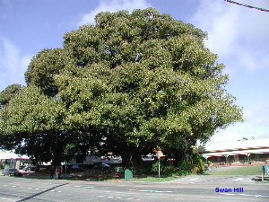 Fig Tree 